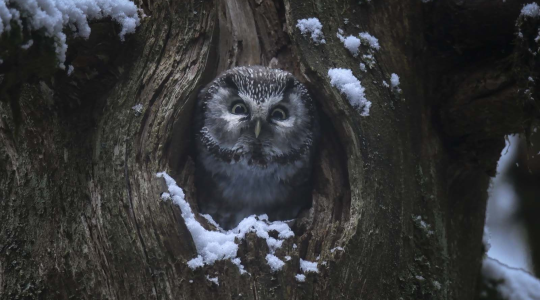 Le chant des forêts