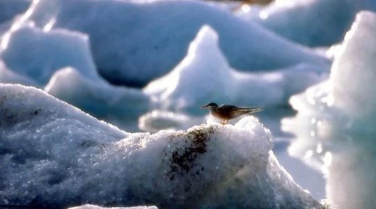 Le peuple migrateur
