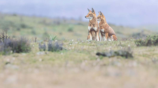Le secret du loup d'Éthiopie