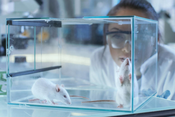 Réunion Poésie sur le thème : « Le rat nuisible, mais utile en laboratoire »