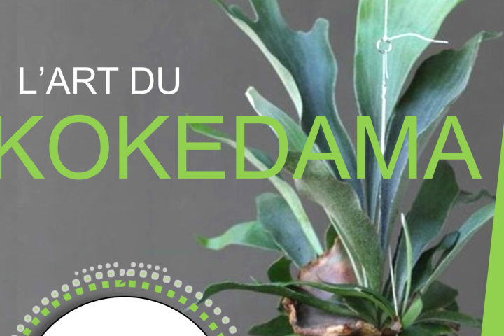 L’art du Kokedama 